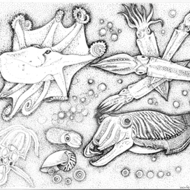 Морские обитатели