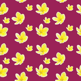 Плюмерия Plumeria