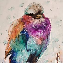 Сиреневогрудая сизоворонка