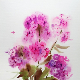 "Флоксы" этюд