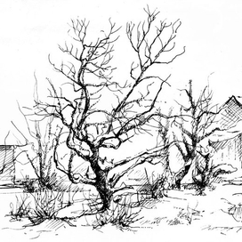 Яблоня зимой