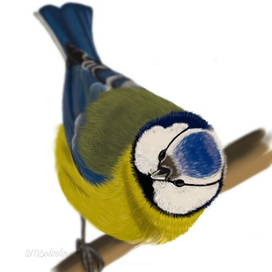 Большая синица