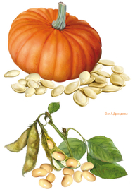 Тыква и соя