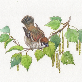 К рассказу "Красная горка" В. Бианки