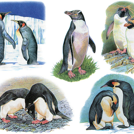 Пингвины