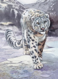 Снежный барс