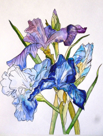 Ирисы