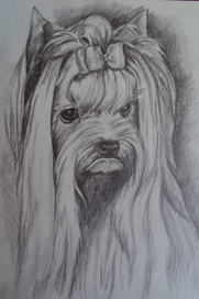 Йоркширский терьер