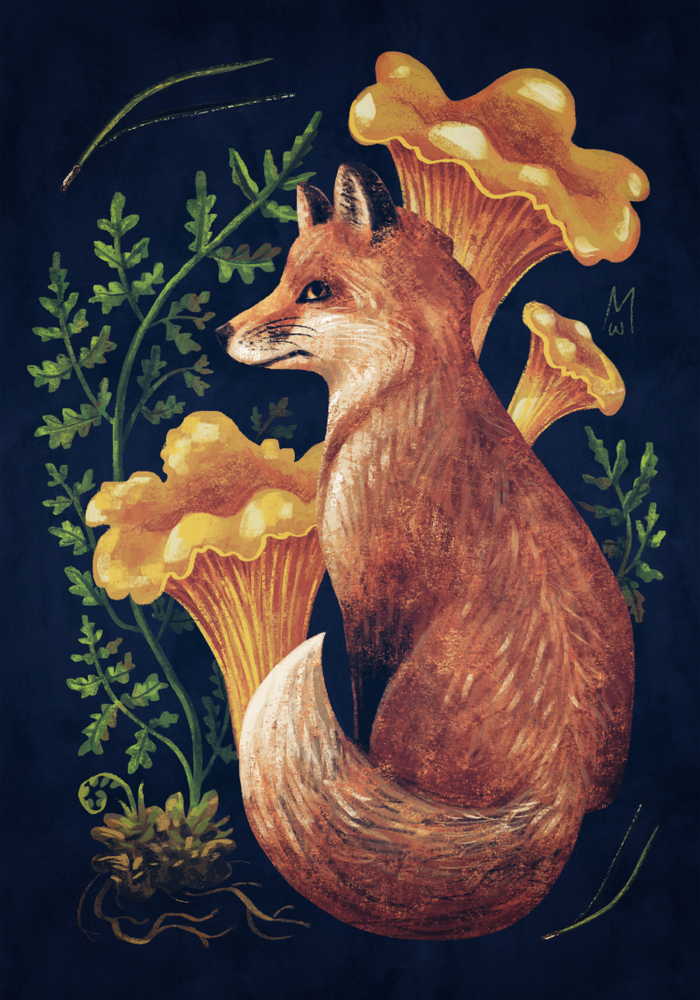 Лисичка (Cantharellus Cibarius)