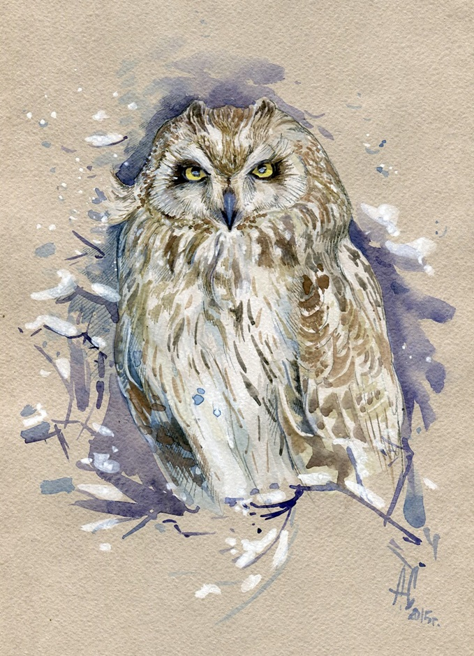 Болотная сова