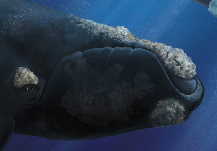 Южный кит (деталь)