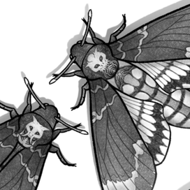 Демонические бражники