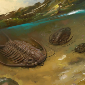 "Поляна" с трилобитами