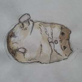 Хомяк показывает пузико