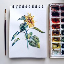 Подсолнух🌻