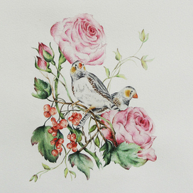 Роза, смородина и амадины