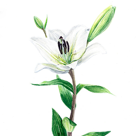 Madonna lily