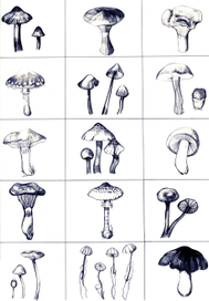 Mushroom study