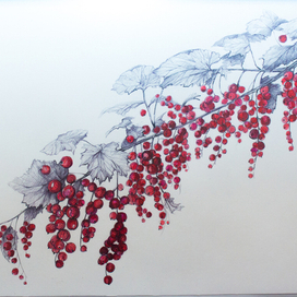 Красная смородина