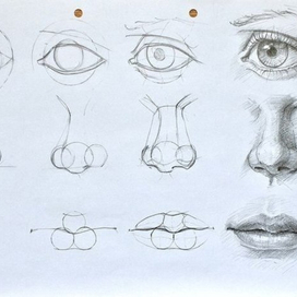 Части лица (поэтапно)