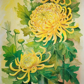 Хризантемы и стрекозы