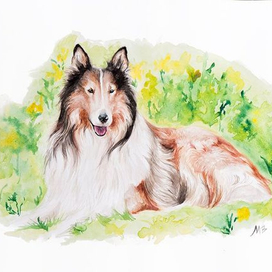 Длинношёрстный колли