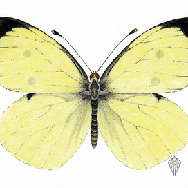 Капустница