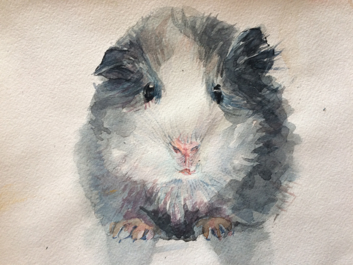 морская свинка