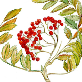 Ботаника 2017