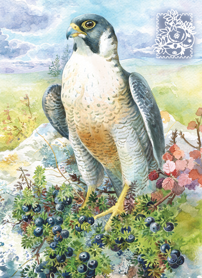 Сапсан и вороника