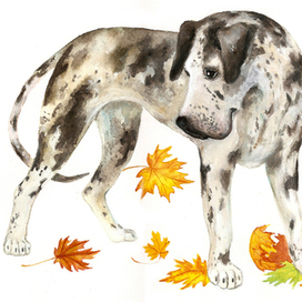 Собачьи мечты