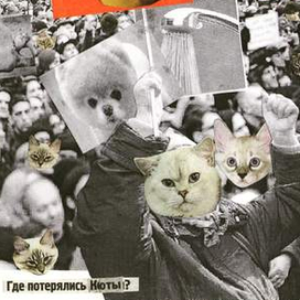 коты на митинге