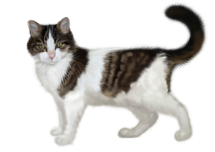 Кошка Мисси