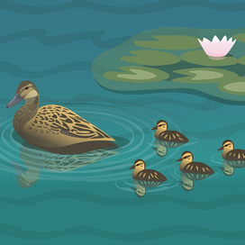 Утка кряква с утятами