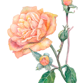 Персиковая роза с бутонами