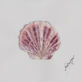 Открытки с моря. Розовая ракушка