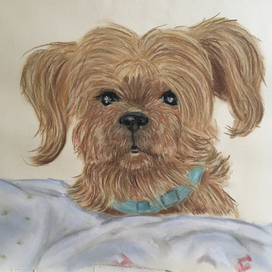 зарисовка любимого пёсика ,пастель а3