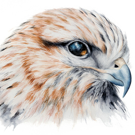 Мохноногий канюк