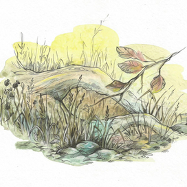 Иллюстрации-заставки