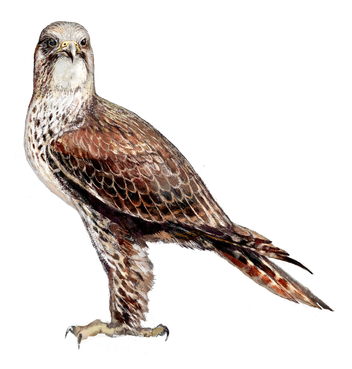 Балобан (Falco cherrug)