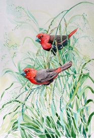 Малиновые астрильды (Pyrenestes sanguineus)