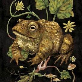 Жабник (Ficaria Verna)