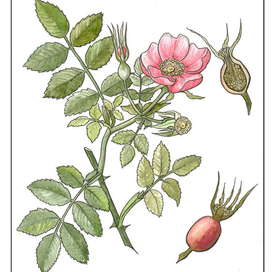IШиповник (ботаническая иллюстрация)