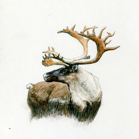 северный олень