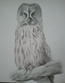 Owl