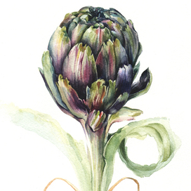 Artichoke