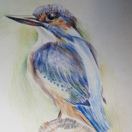 Зимородок Рибалочка