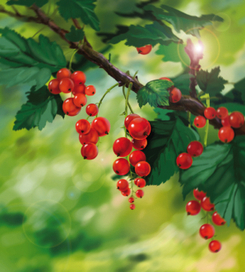 Красная смородина