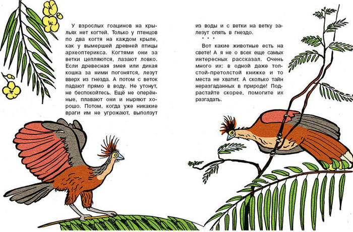 Кто без крыльев живет_23