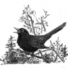 Первая песня чёрного дрозда